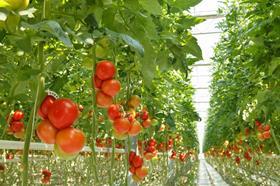 Greenhousetomatoes