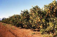 Morocco weather threat to citrus