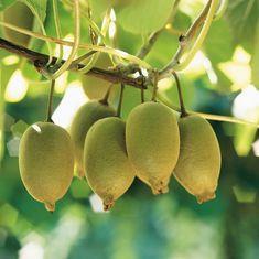 Zespri launches Gold comeback campaign