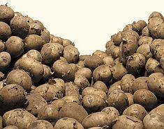 BPC expects a fall of 11.9 per cent in potato plantings this year