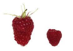 The King (left) compared to an ordinary raspberry