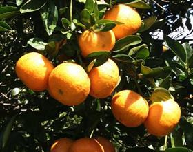Florida citrus on tree