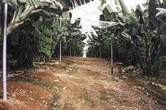 Panama gives ground on bananas