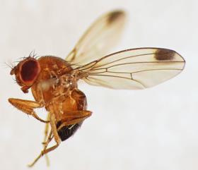 Spotted-wing Drosophila