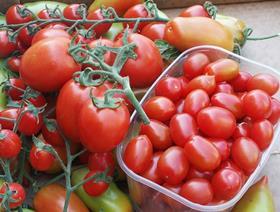 Belgian tomatoes