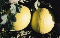 Slow start forecast for Spanish melons