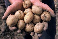 New season strife as battle lines drawn on potatoes
