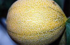 Spain: melon industry expecting a decline
