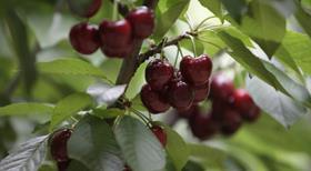 Chilean cherries