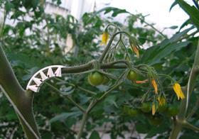 Glasshouse tomato production
