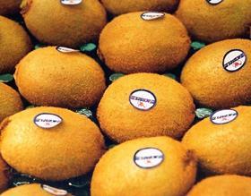 Chilean kiwifruit