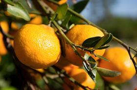 Soft citrus Florida