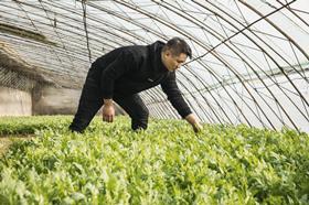 Missfresh's buyer at a farm vegetable leafy green