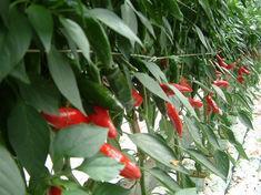 Parripak thumbs up for UK chillies