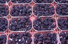 Dutch and Belgian blackberries are supporting the English crop