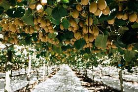 Kiwifruit Orchard CREDIT Zespri