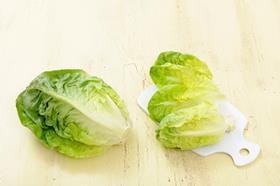 SalaVerde lettuce Behr