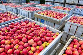 Apples stored in bins