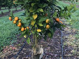 T&G citrus graft