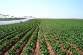 Moraitis potato farm South Australia