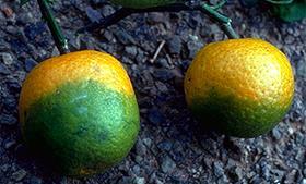 CitrusGreening_Credit UCR