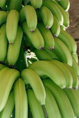 Banana supplies run short