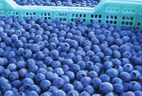 Argentine blueberries