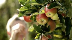 DE BayWa Bodensee apples