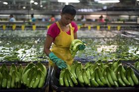 Fyffes worker bananas