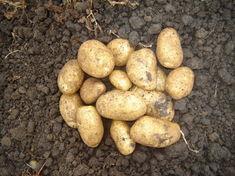 Views sought on potato levy rises