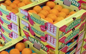 Mor International persimmons sharon fruit