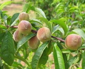 French peaches