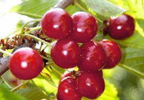 Spain Picota cherries