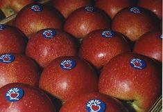 Kiku promises apple emotion
