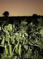 The Sugarlace sugar snap peas