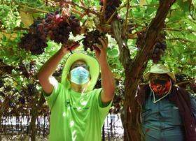 South Africa Crimson seedless grapes Ivan Meyer (left)