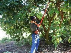 SA avos ticking over
