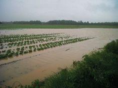 Summer washout