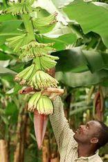 Price no obstacle to growth, says the Fairtrade Foundation