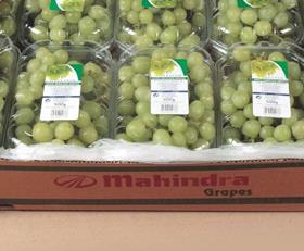 IN Mahindra grapes Capespan