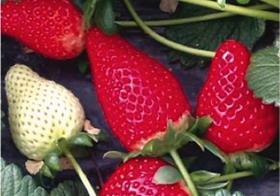 Sabrina strawberries
