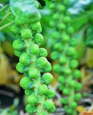 Sprout sales on the surge
