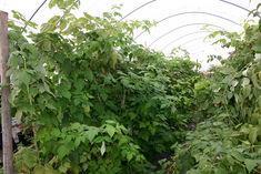 Trade urged to sign polytunnel petition