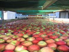 Kiwis anticipate carbon boost