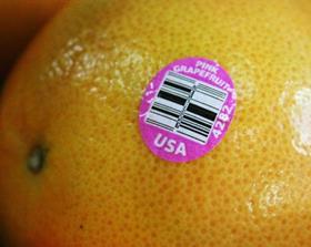 Florida pink grapefruit