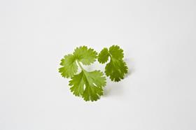 coriander leaf