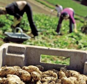 UK potatoes