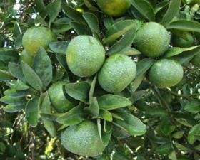 Purshade treated citrus
