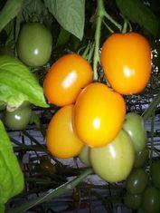 Sainsbury's begins organic plum tomato trial