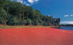 Growers hail cranberry comeback